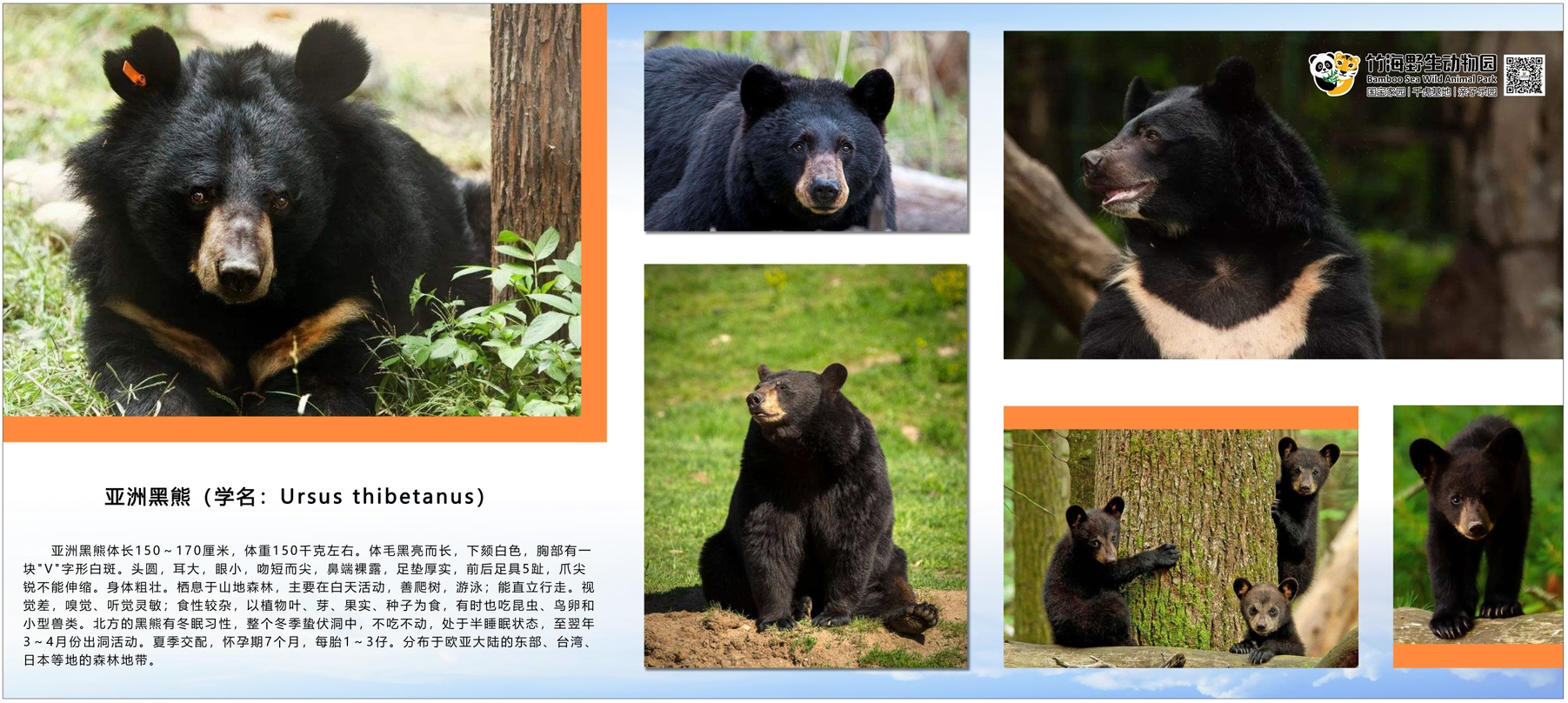 亚洲熊.jpg
