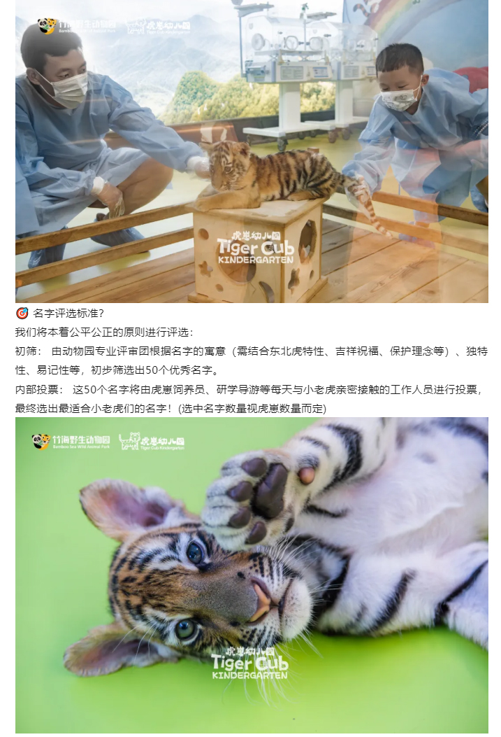虎崽_07.jpg