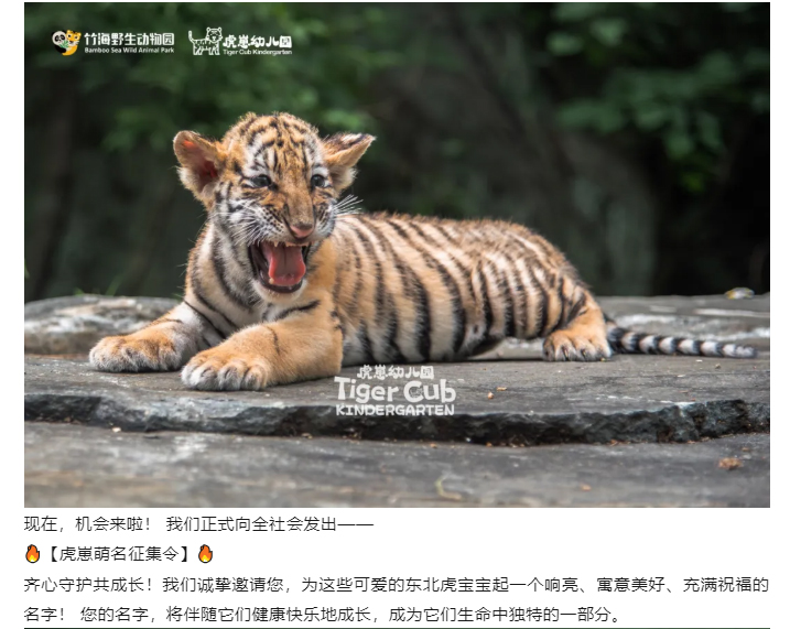 虎崽_03.jpg