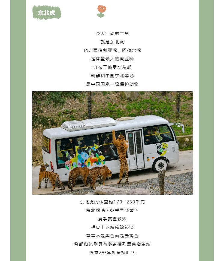 爱虎日_04.jpg